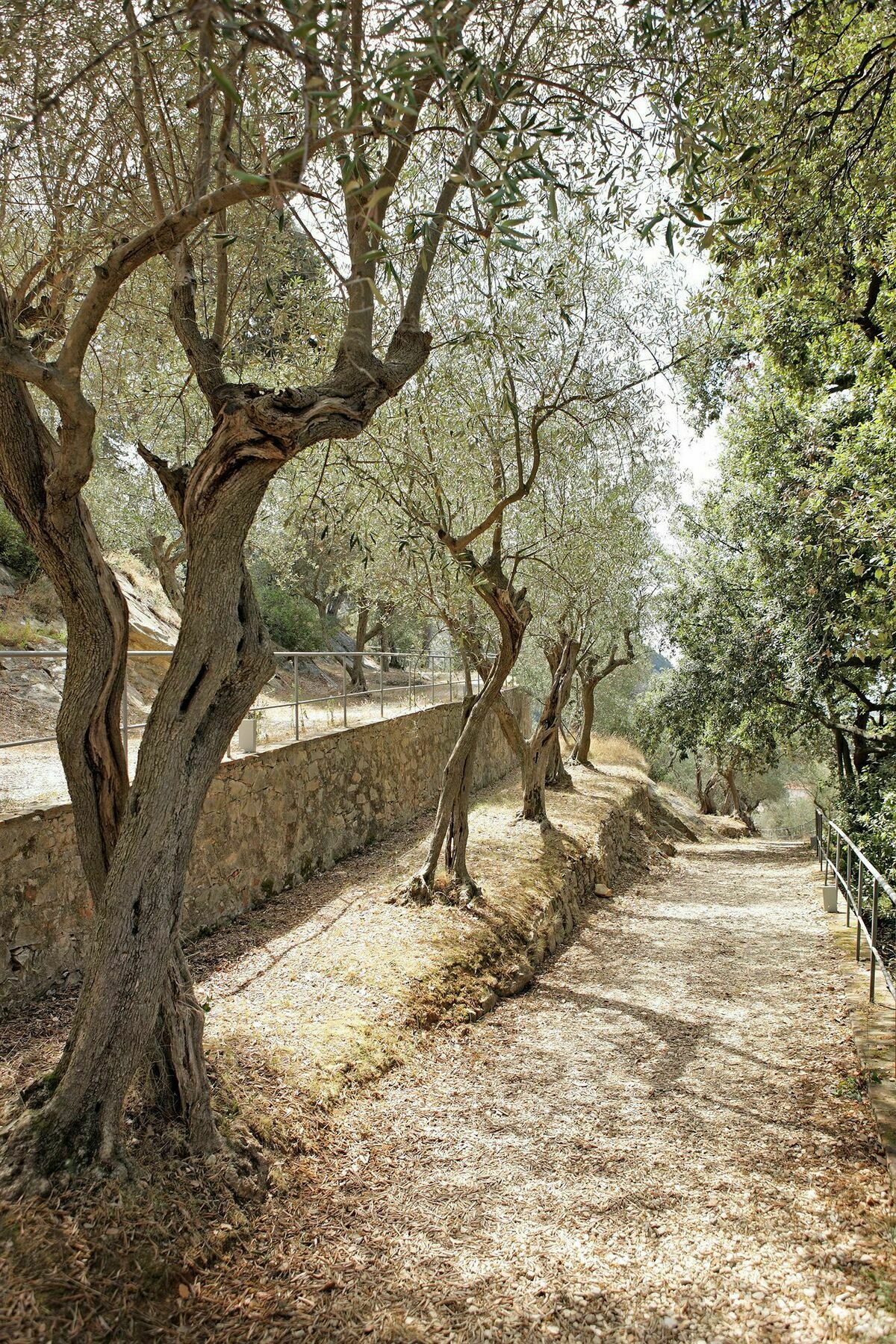 바그니 디 피사 팰리스 앤 스파 호텔 산줄리아노테르메 외부 사진 Olive trees in Crete